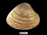 藏品(韓國文蛤)的圖片